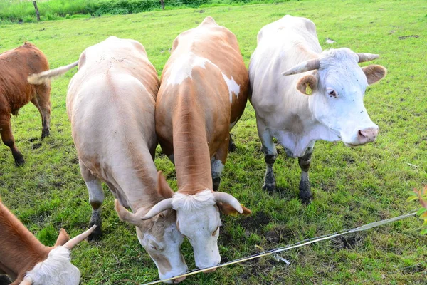 Αγελάδες Βοσκοτόπια — Φωτογραφία Αρχείου