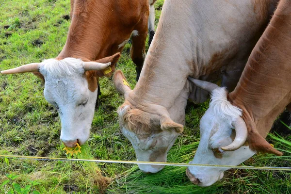 Αγελάδες Βοσκότοπο Bayern — Φωτογραφία Αρχείου