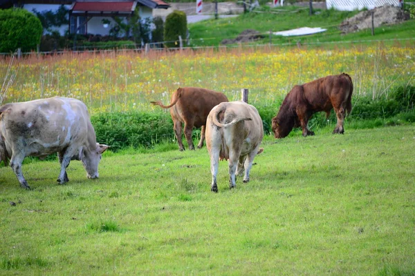 Kühe Auf Der Weide Bayern — Stockfoto