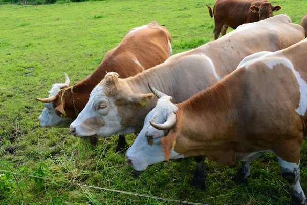 Cows Pasture Bayern — Stok fotoğraf