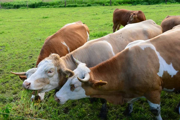 Αγελάδες Στο Weide Bayern — Φωτογραφία Αρχείου