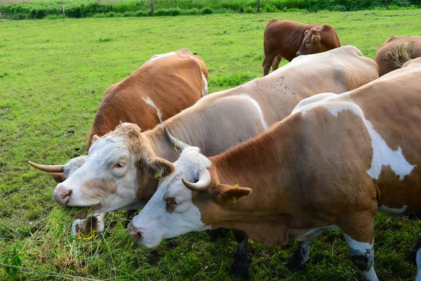 Cows Pasture Bayern — 스톡 사진