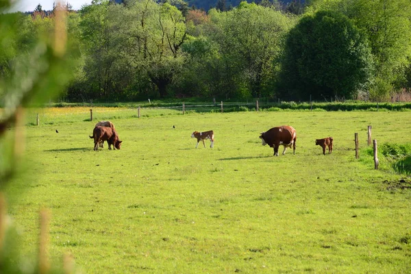 Krávy Pastvinách Bayern — Stock fotografie