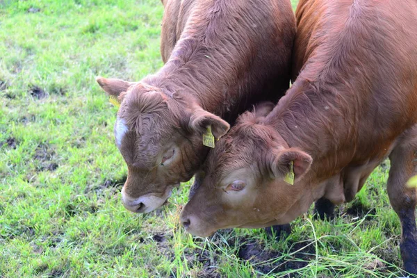 Cows Pasture Bavaria — Stockfoto