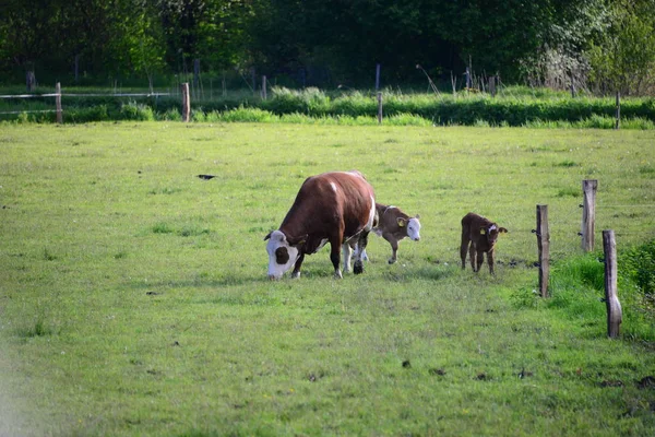 Cows Pasture Bayern — Stockfoto