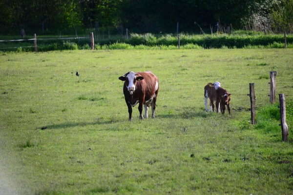 Корови Узбіччі Бухти — стокове фото