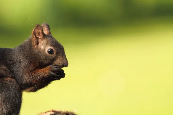 Adorabile Scoiattolo Animale Roditore — Foto Stock