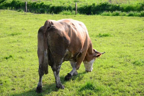 Kühe Kuh Auf Der Weide Bayern — Stockfoto