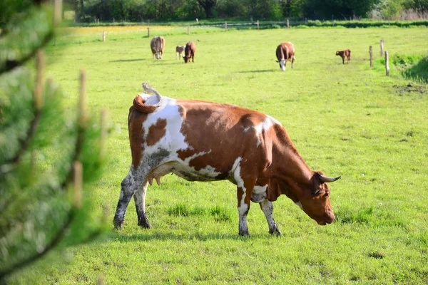 Cows Cow Pasture Bayern — 스톡 사진