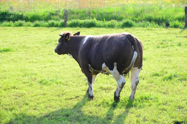 Kühe Kuh Auf Der Weide Bayern — Stockfoto