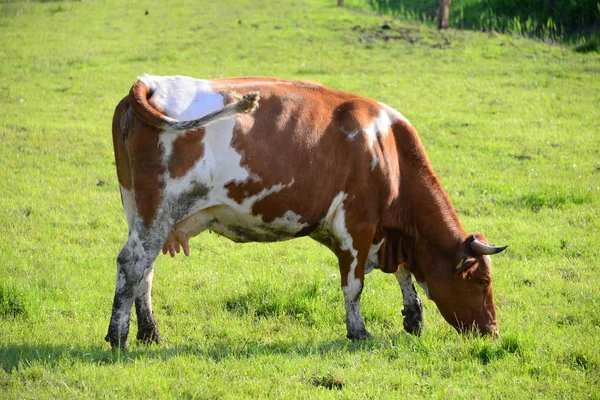 Cows Cow Pasture Bayern — Stok fotoğraf
