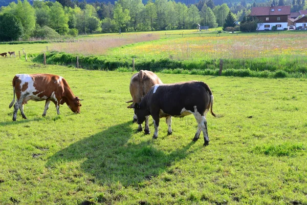 Krávy Krávy Pastvinách Bayern — Stock fotografie