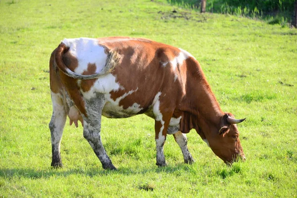 Krávy Krávy Pastvinách Bayern — Stock fotografie