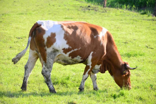 Vacas Vacas Pastura Bavaria —  Fotos de Stock
