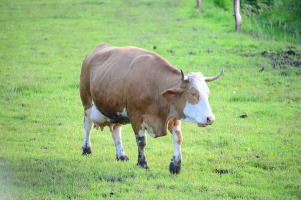 Cows Cow Pasture Bayern — 图库照片