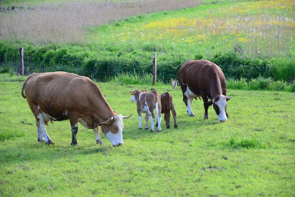 Vacas Vacas Pastagem Bavaria — Fotografia de Stock