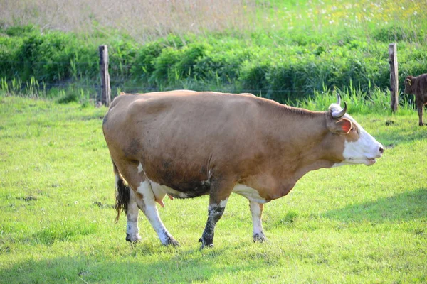 Tehenek Tehenek Legelőn Szurdok — Stock Fotó