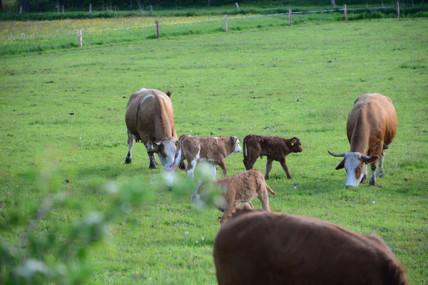 Cows Cow Pasture Bayern — 스톡 사진