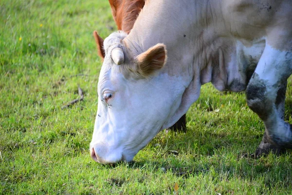 Vacas Vacas Pastagem — Fotografia de Stock