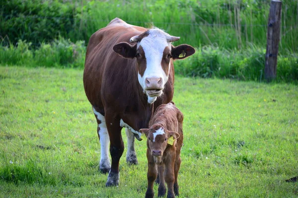 Vaches Vache Pâturage — Photo