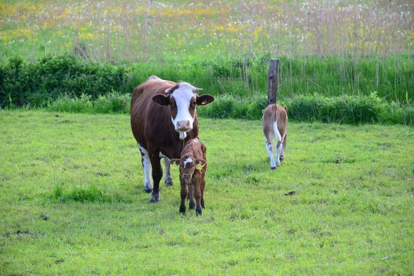 Cows Cow Pasture — 图库照片