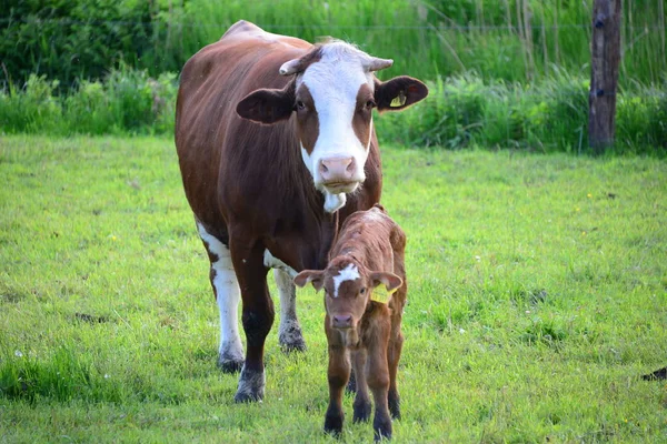 Vaches Vache Pâturage — Photo