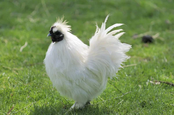 Pintoresco Pájaro Tema Disparo — Foto de Stock