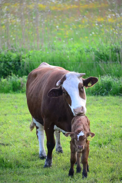 Коровы Корова Пасте — стоковое фото