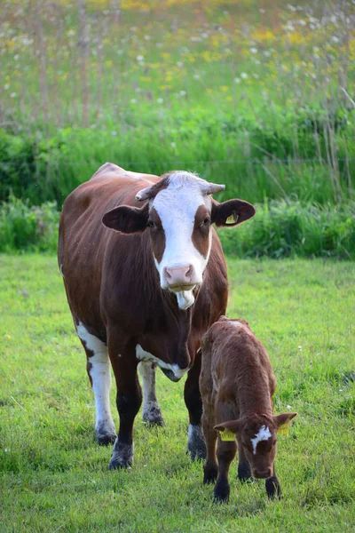 Cows Cow Pasture — Stock Photo, Image