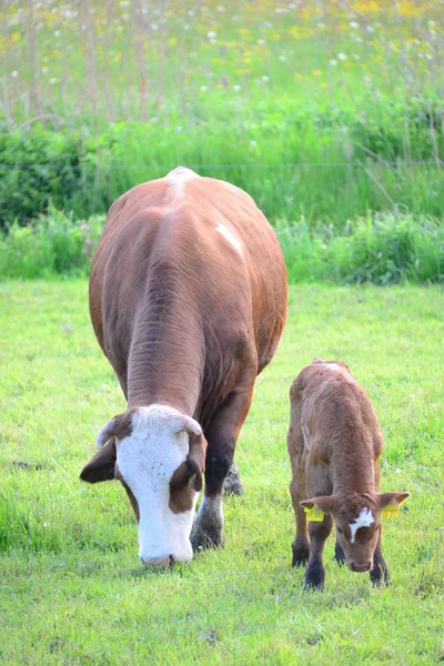 Cows Cow Pasture — 스톡 사진