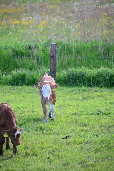 Krowy Krowy Bawarii Łące — Zdjęcie stockowe