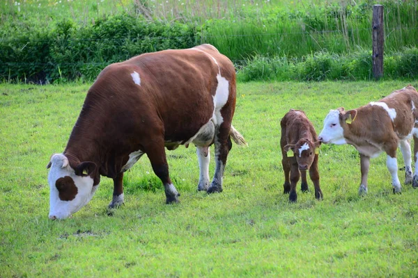 Kühe Kuh Bayern Auf Der Weide — Stockfoto