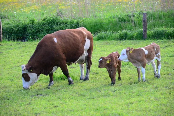 Коровы Коровы Баварской Говядине — стоковое фото
