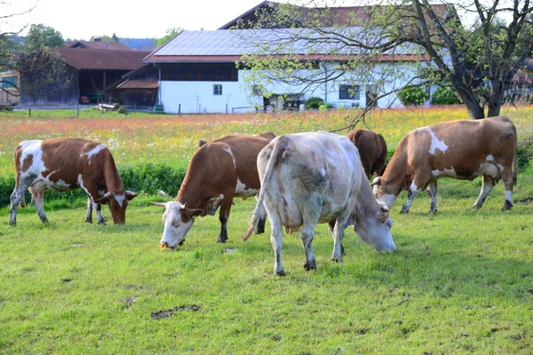 Cows Cow Pasture — Stok fotoğraf