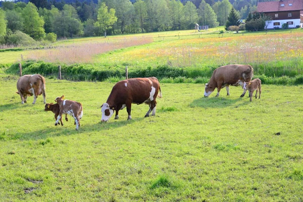 Krowy Krowy Pastwiskach — Zdjęcie stockowe