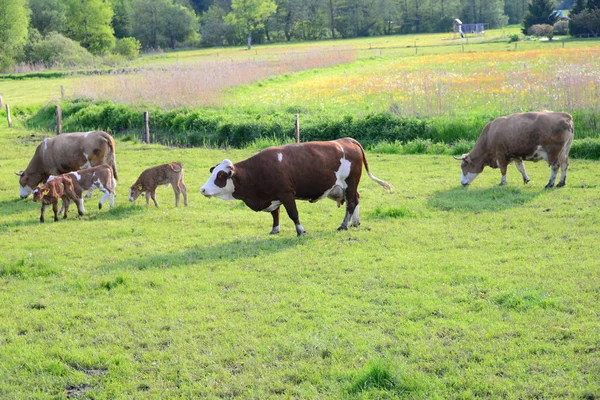 Cows Cow Pasture — 스톡 사진
