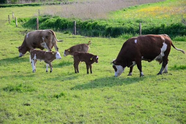 Коровы Естественном Ландшафте Избирательный Фокус — стоковое фото