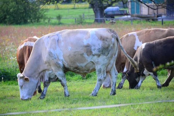 Vacas Vacas Los Pastos —  Fotos de Stock