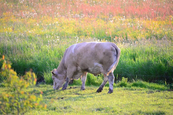 Vacas Vacas Los Pastos —  Fotos de Stock