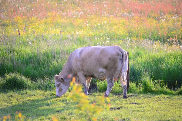 Kühe Kuh Auf Der Weide — Stockfoto