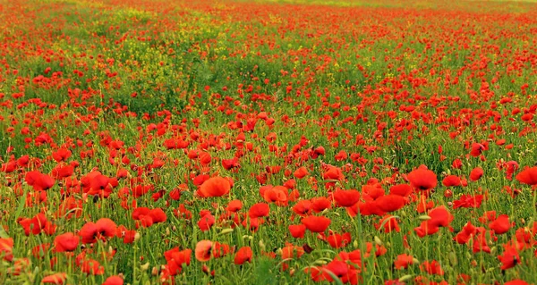 Close View Beautiful Wild Poppy Flowers — Stock Photo, Image