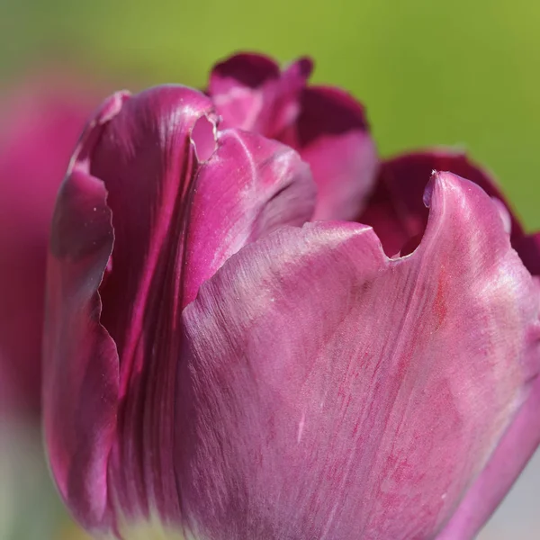 春のチューリップの花植物 — ストック写真