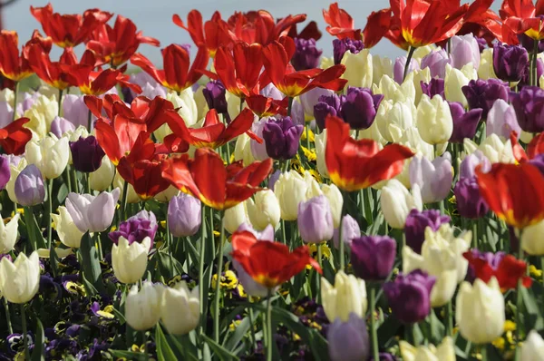 Bahar Laleleri Çiçek Yaprakları Flora — Stok fotoğraf