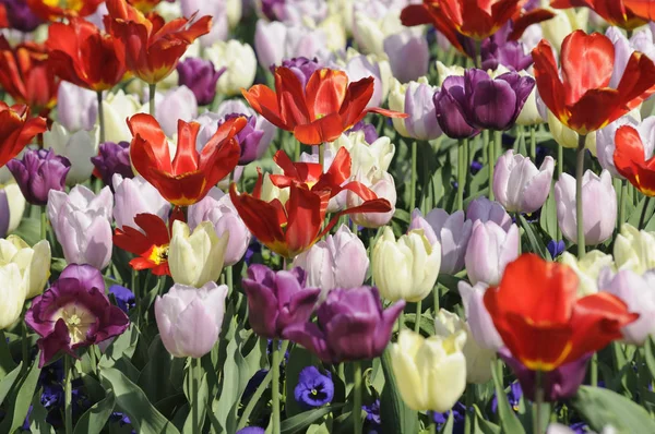 Güzel Bahar Laleleri Çiçekler Flora — Stok fotoğraf