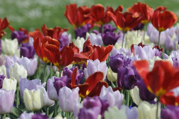 Tulipánový Květ Jarní Flóra — Stock fotografie