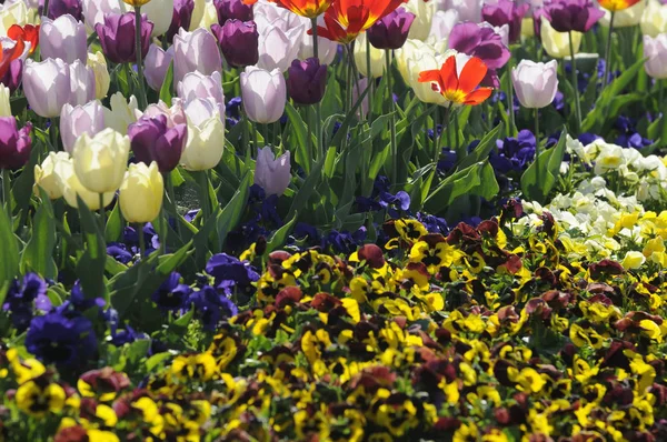 郁金香花 春天植物 — 图库照片