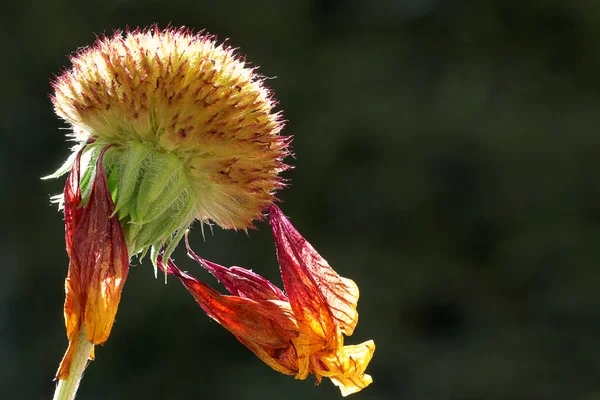 Las Últimas Hojas Secas Una Flor Margarita Sudafricana — Foto de Stock