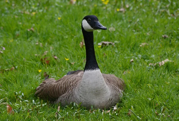 Scenic View Goose Bird Nature — Stock Photo, Image