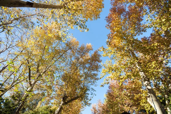 Красочные Осенние Деревья Голубое Небо — стоковое фото