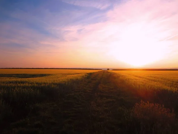 Agricultura Campo Con Cultivo Maíz — Foto de Stock